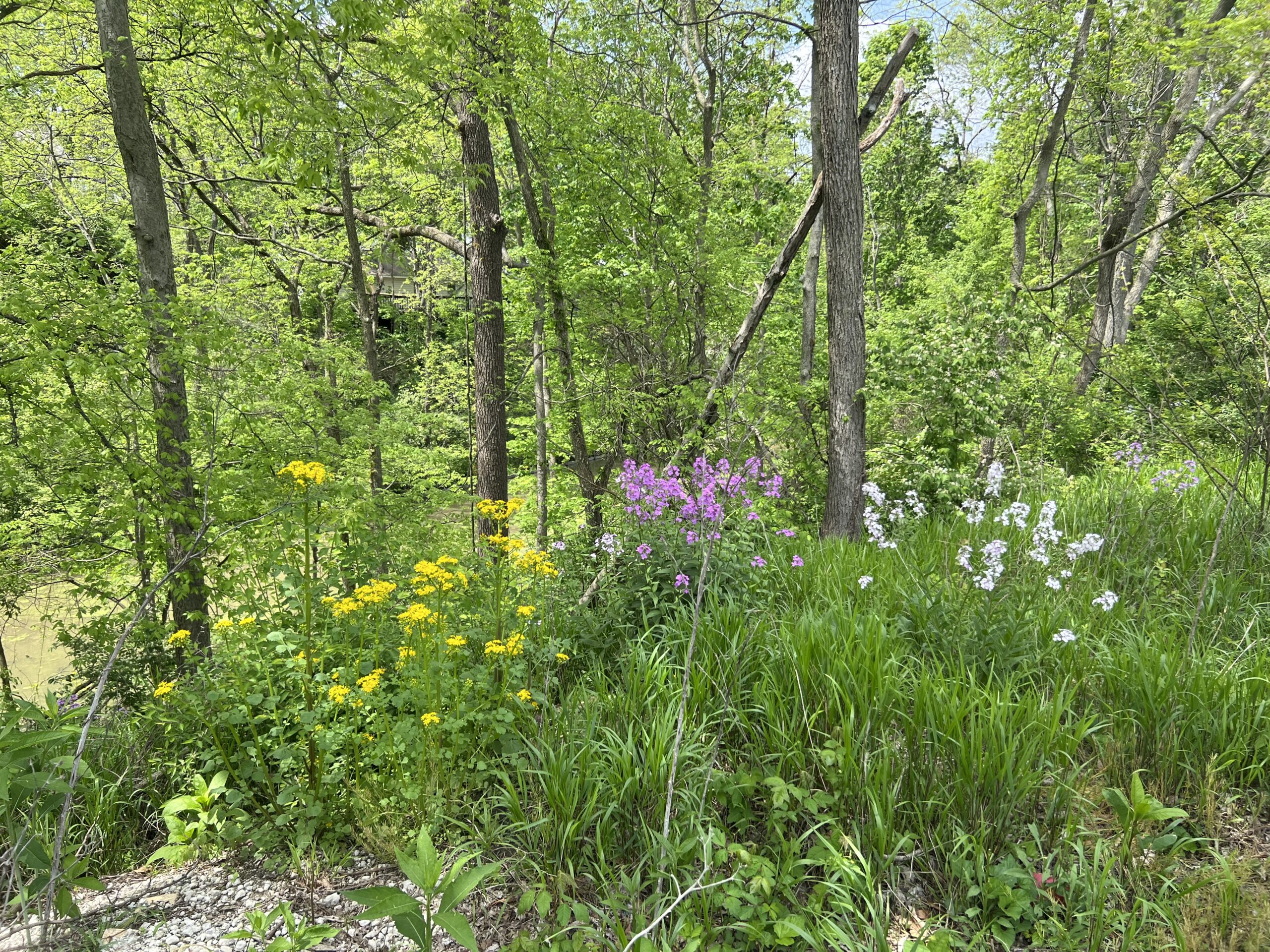 wild flowers