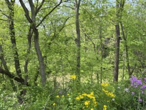 nature, wild flowers, large trees