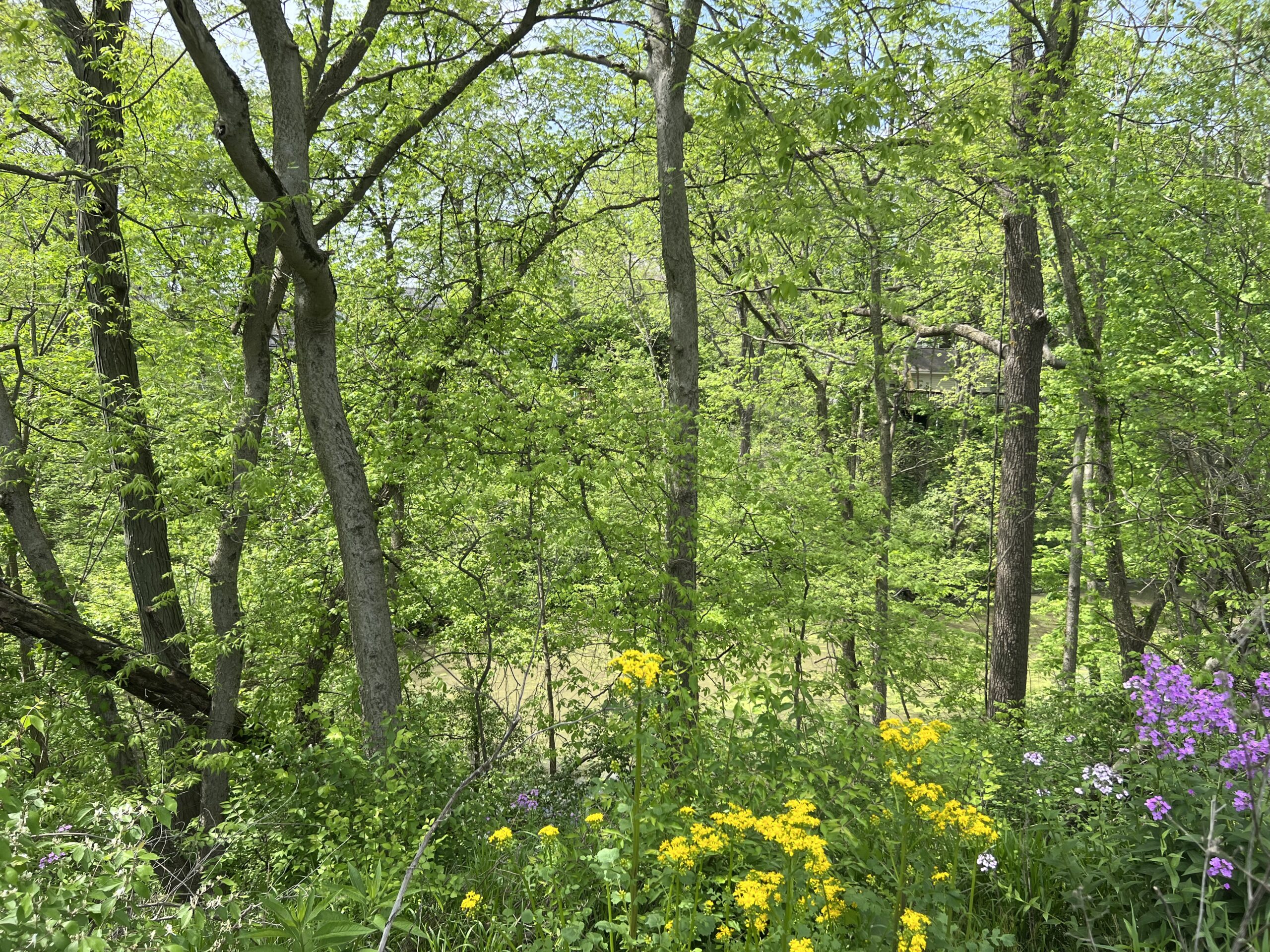 nature, wild flowers, large trees