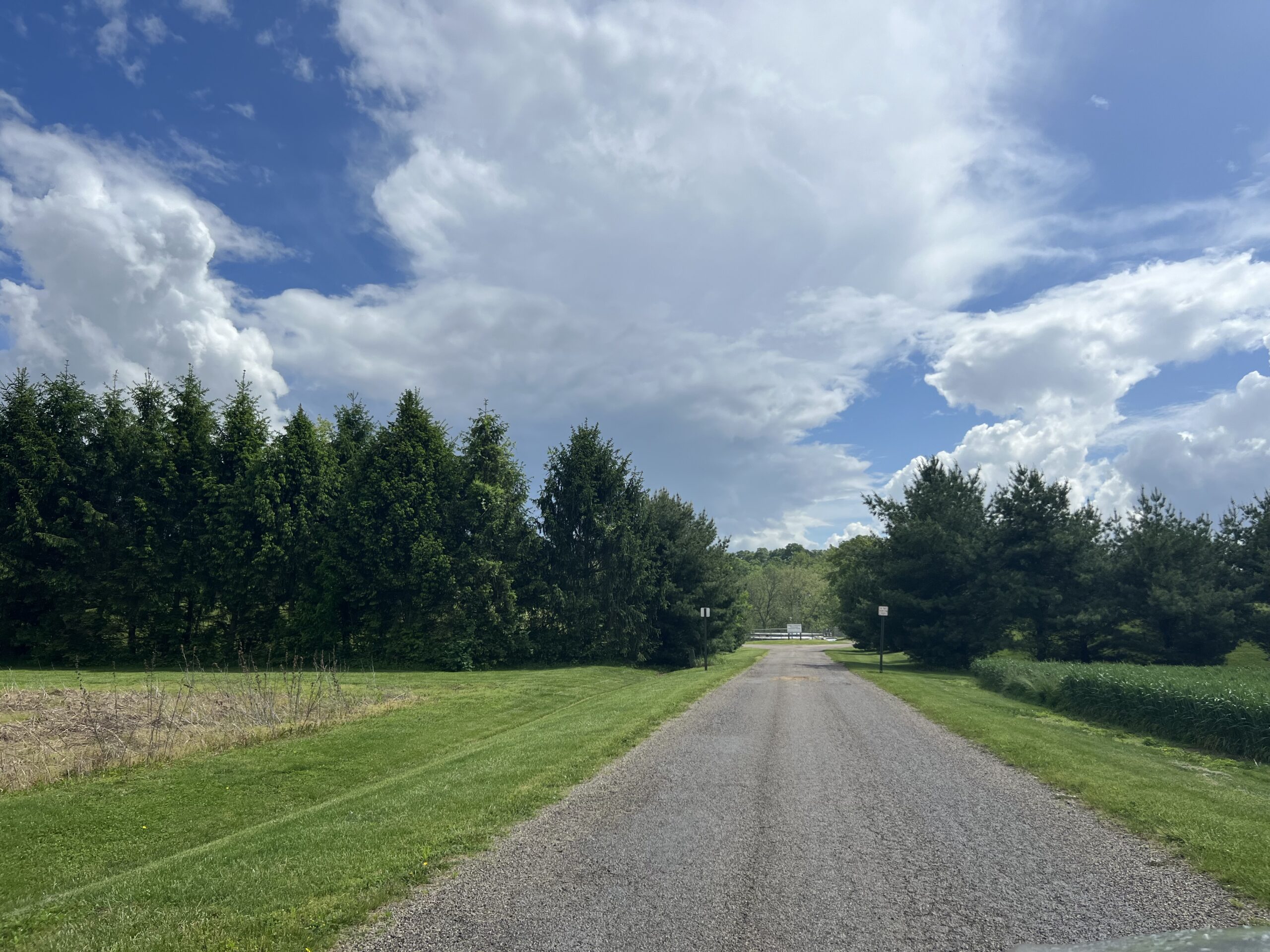 drive way lined in trees