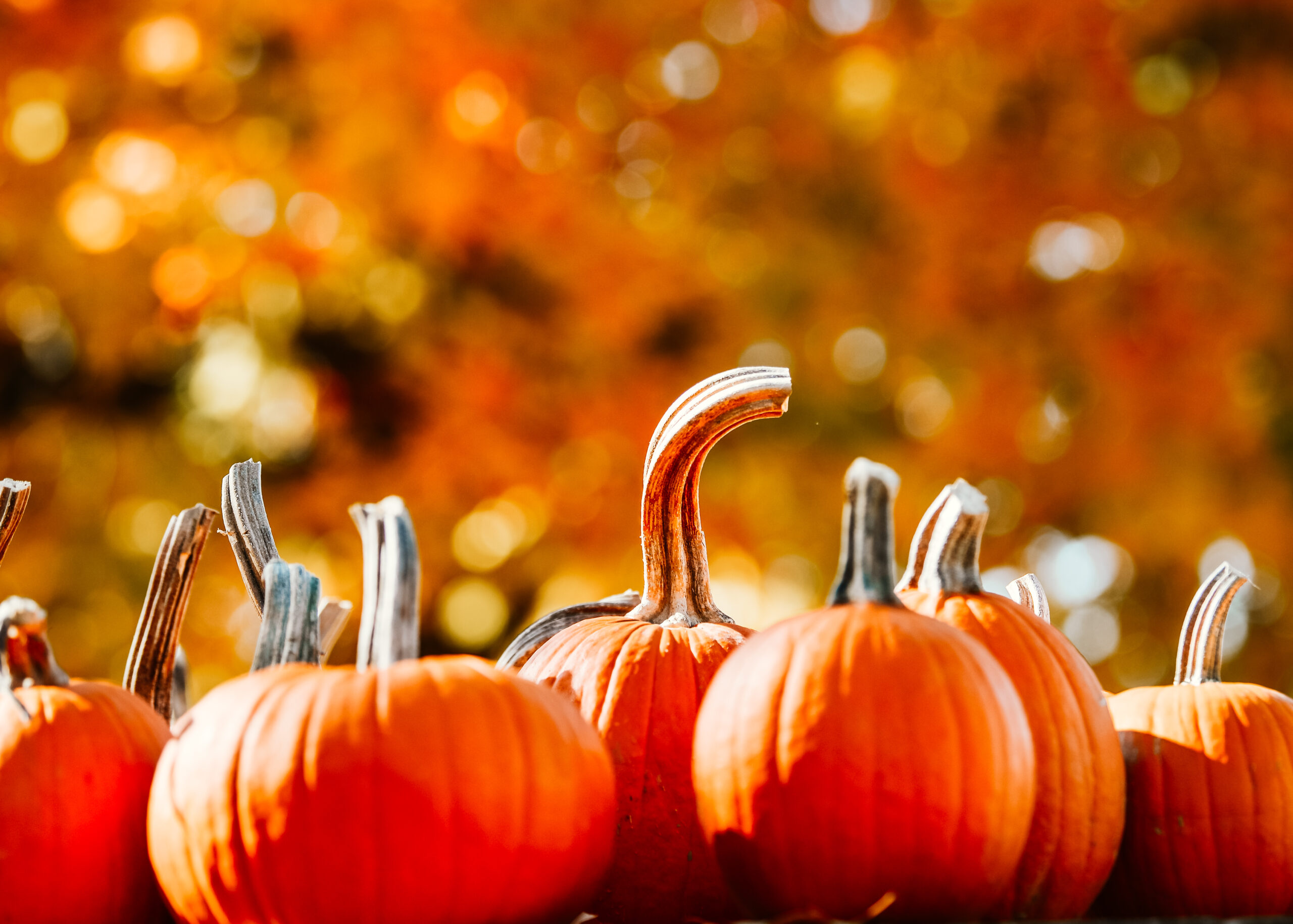 pumpkins in the fall