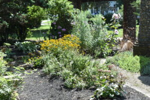 A blooming flower bed.