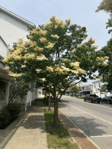 blooming tree located in the walkable olde pickerington village in fairfield county ohio
