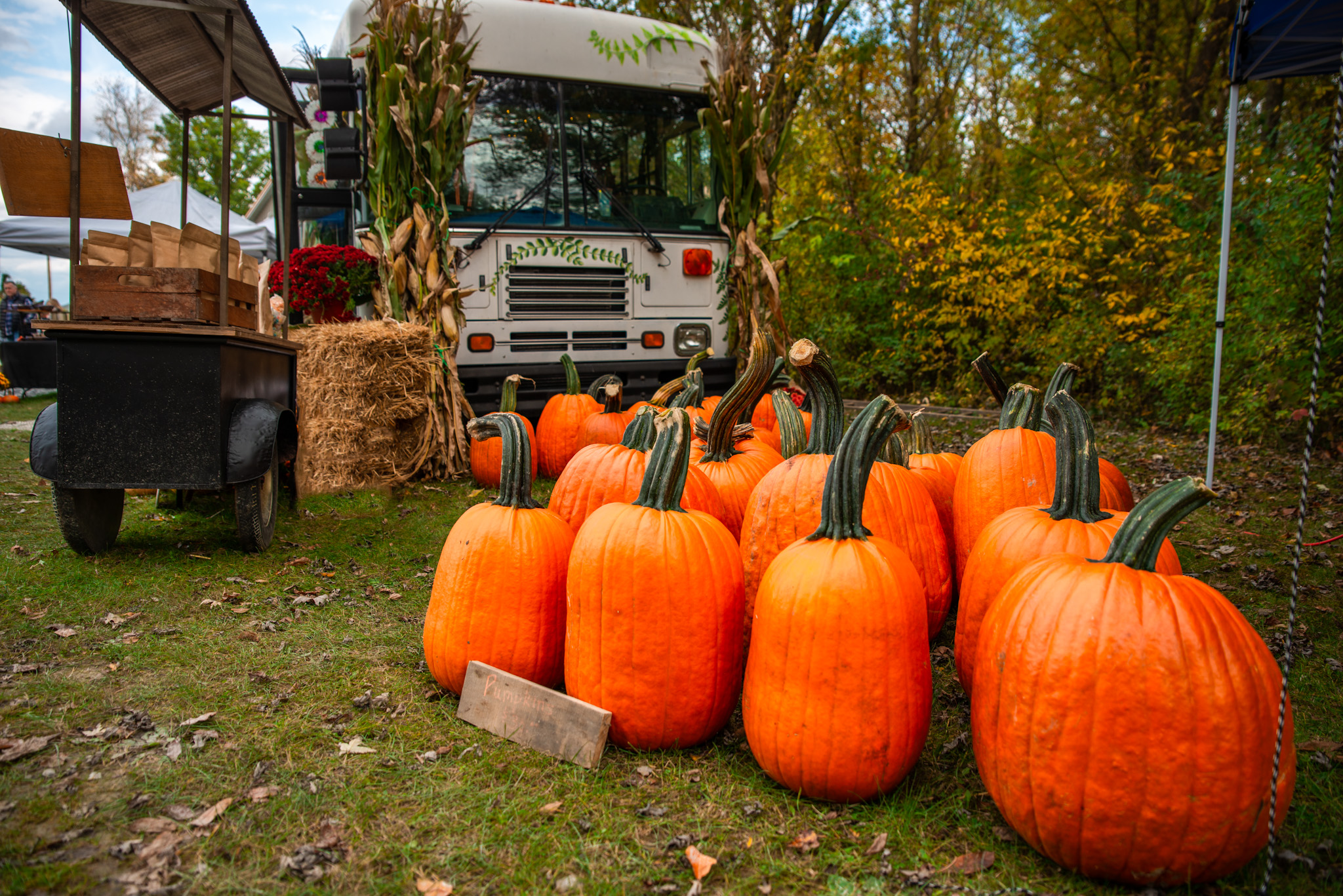 pumpkins set up by bus