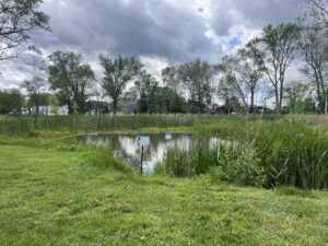 wetland