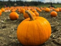 pumpkins sitting on a field at Sam's Pumpkin Patch in Pickerington Ohio