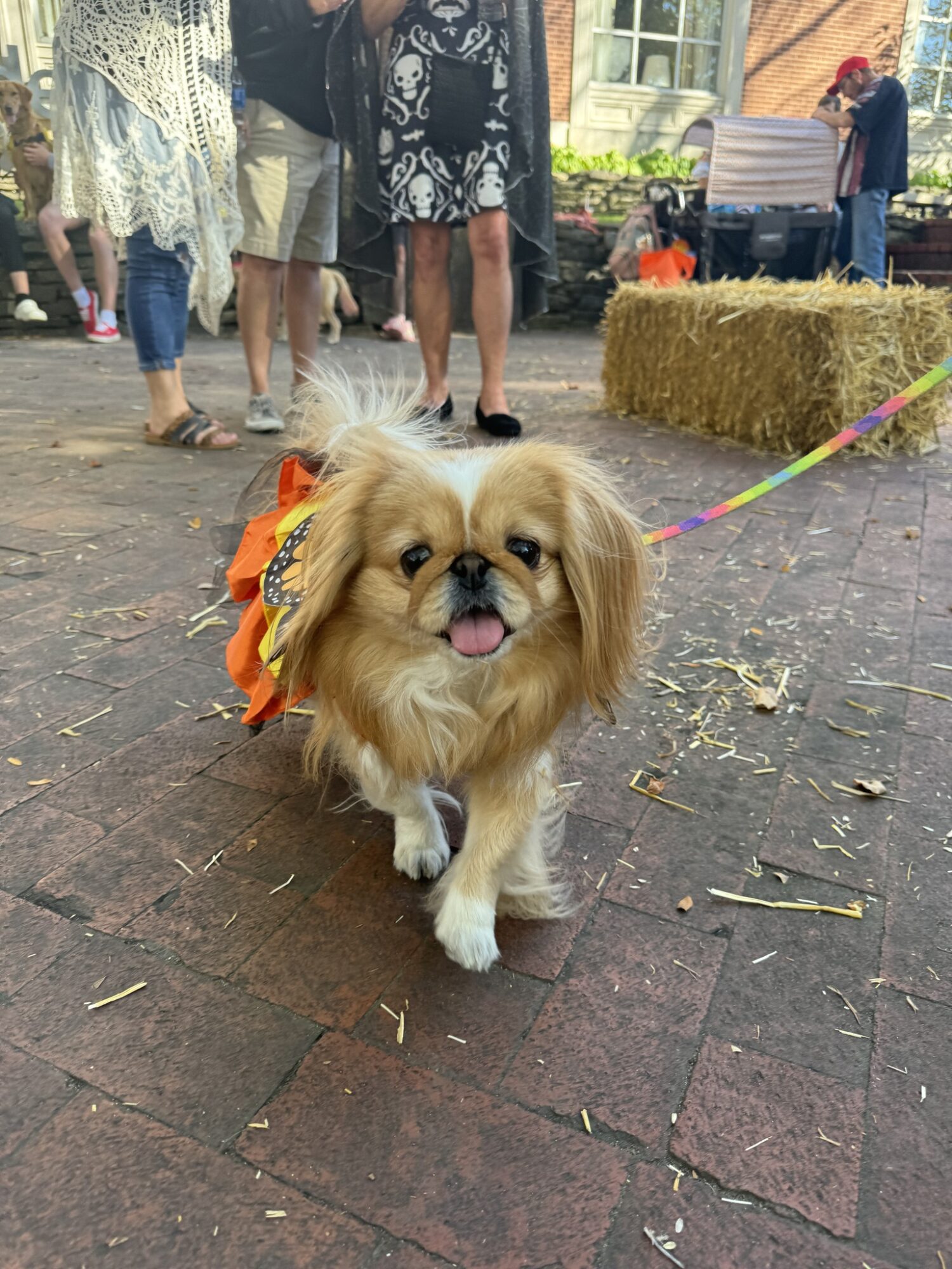 cute dog dressed in a monarch butterfly costume