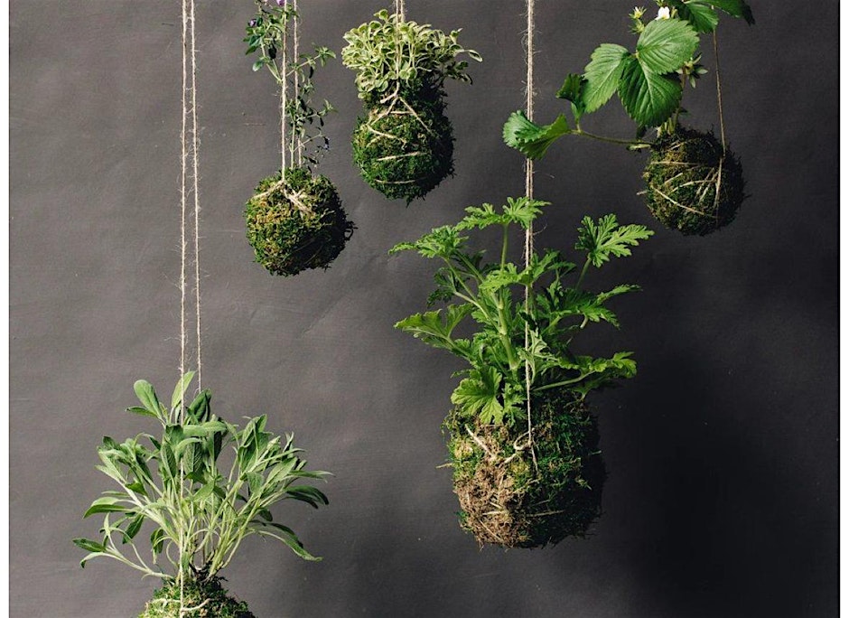 Staghorn Fern Kokedama hanging