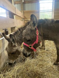 rising sons farm and event center, donkeys easting hay