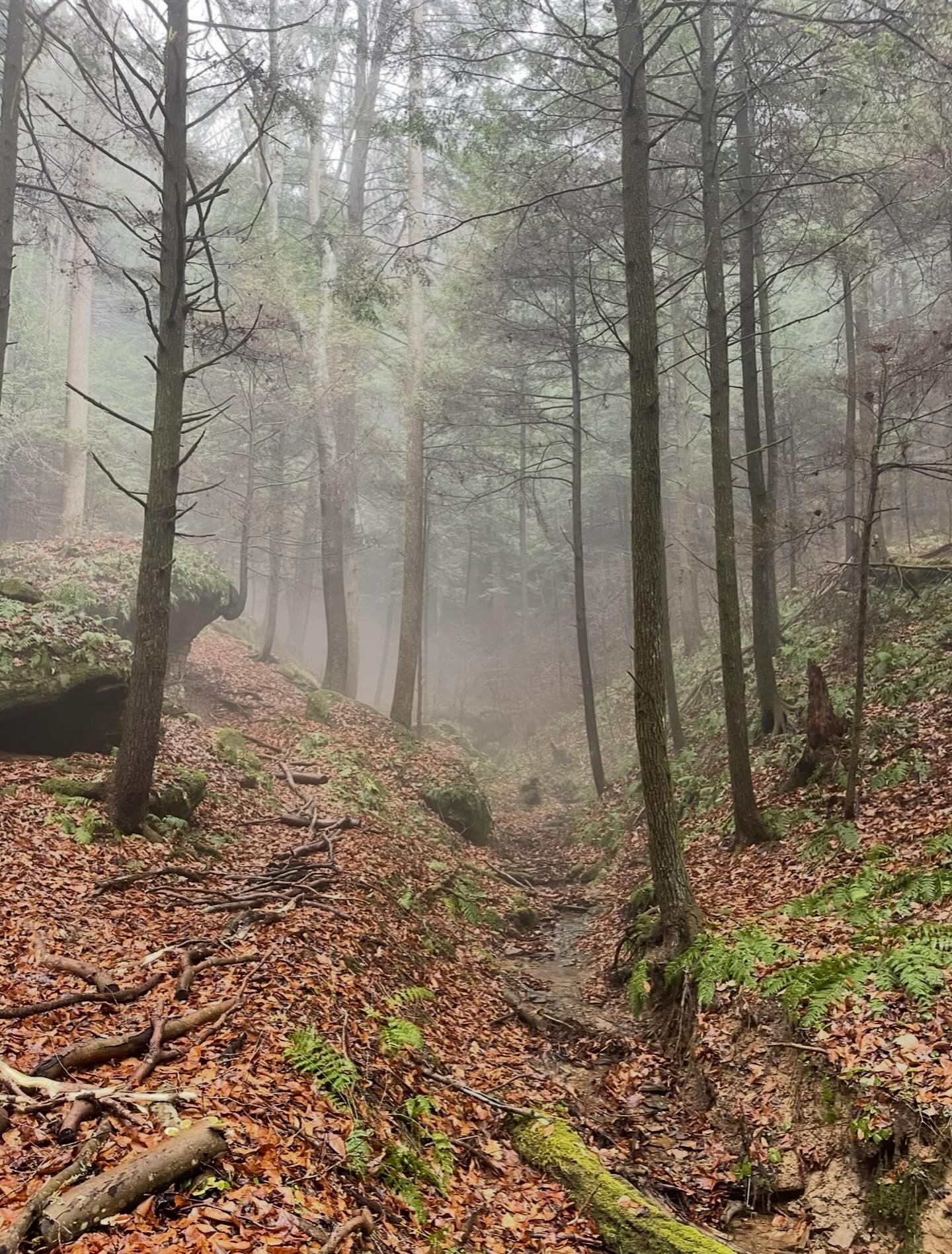 forest therapy - buds in bloom