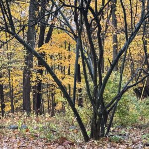 forest therapy - buds in bloom