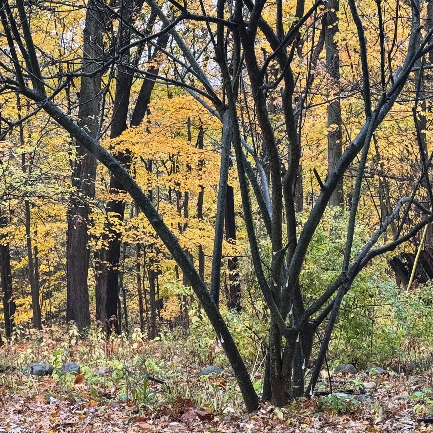 forest therapy - buds in bloom