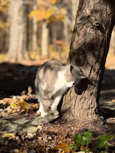 cat in the forest- buds in bloom
