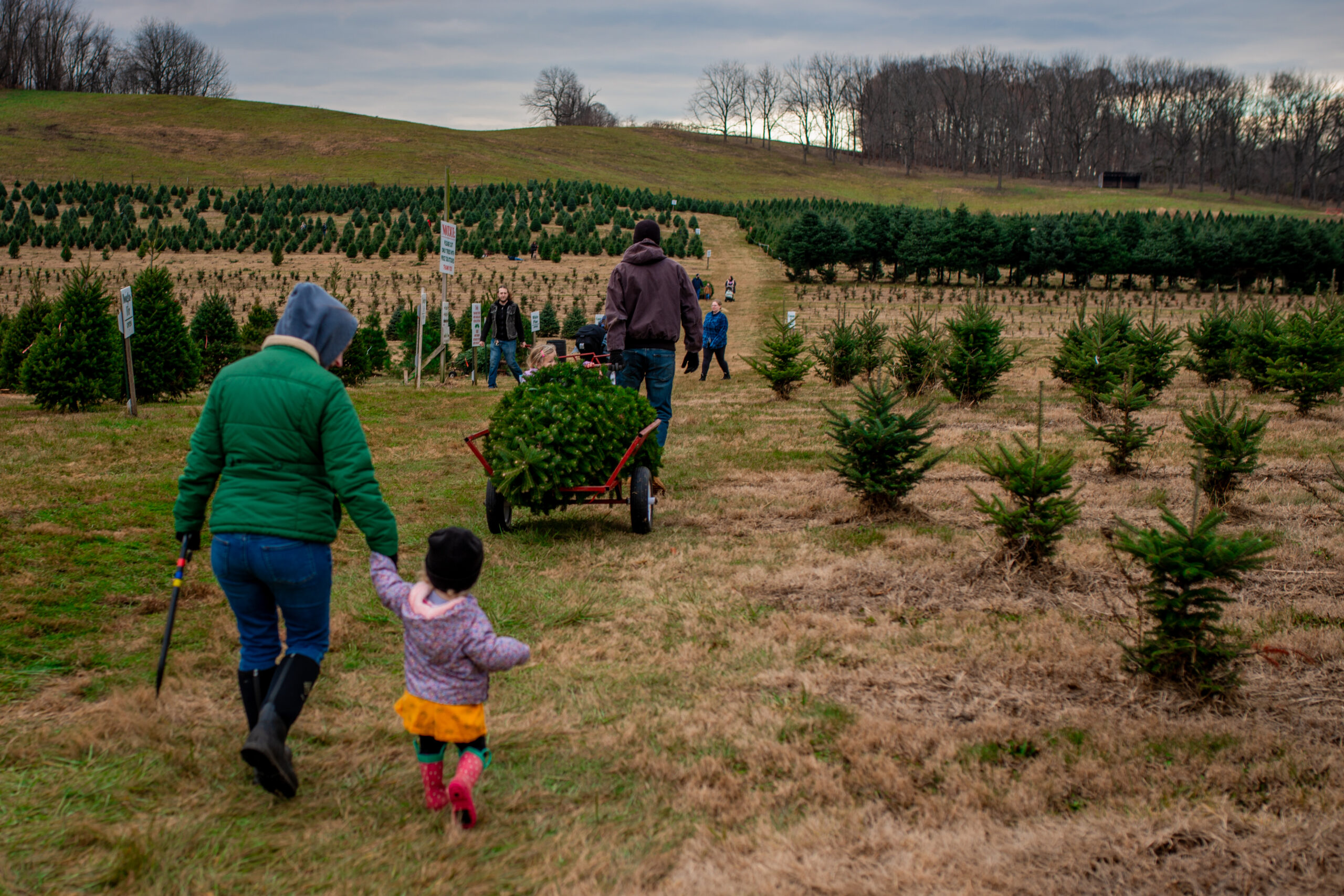 Saum Tree Farm