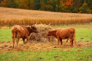 highland cows rising sons event center